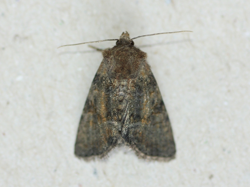 Oligia latruncola?